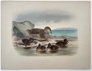 Eider. Female and Young.