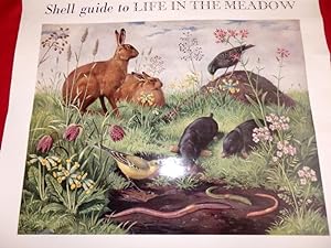 Shell Nature Poster "Life In The Meadow". c1955