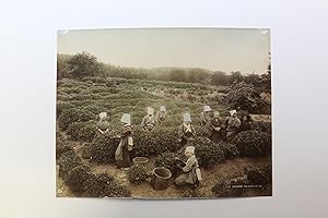 Photographie originale - Cathering tea-leaves at Uji