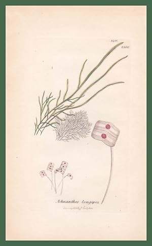 Achnanthes longipes