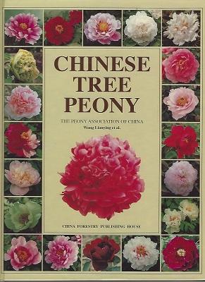 Chinese Tree Peony
