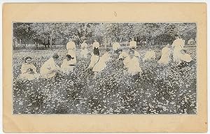 The Bethany Daisies - a field of daisies coincides with graduation