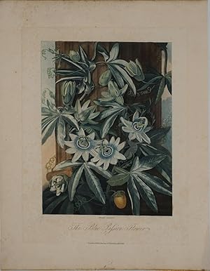 The Blue Passion Flower. Mezzotint