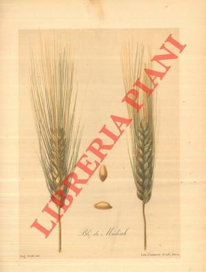 Les meilleurs blés: description et culture des principales variétés de froments d'hiver et de pri...