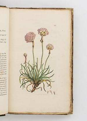 English Botany, or, Coloured Figures of British Plants . Volume IV