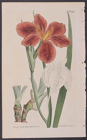 Tawny or Copper-Coloured Iris