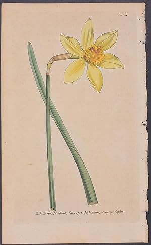 Peerless Daffodil