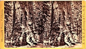 GLORIES OF THE YOSEMITE STEREOVIEW No. 33: THE GRIZZLED GIANT, 30 FT. IN DIAMETER