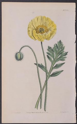 Yellow-flowered, Naked-stalked Poppy