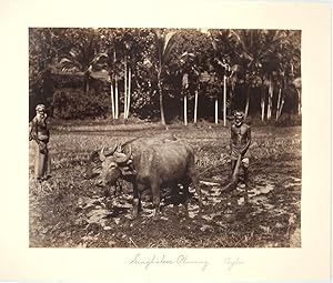 Bullock Cart, Ceylon [with] Singhalese Plowing, Ceylon. 2 Albumen photographs