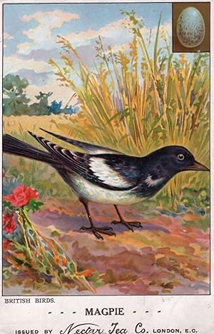 Magpie Bird Egg Nectar Reward Postcard British Birds Antique Card