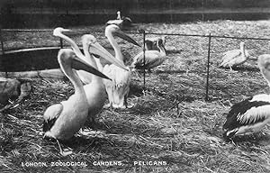 Pelicans London Zoological Zoo Photo Old Bird Postcard