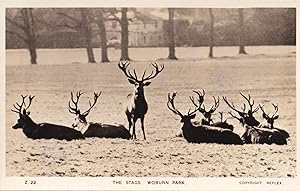 The Stags At Woburn Park Old Real Photo Postcard