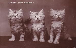 Where's That Canary Kittens Bird Hunting Old Real Photo Cat Postcard