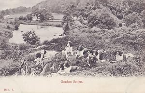 Gordon Setters Dogs Antique Dog Postcard