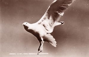 St Ives Seagull Real Photo Antique Postcard