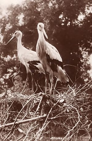Storks London Zoo Zoological Society Birds Real Photo Old Postcard