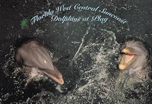 Florida Dolphins at Play Beautiful Postcard