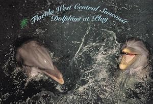 Florida Dolphins at Play Beautiful Postcard