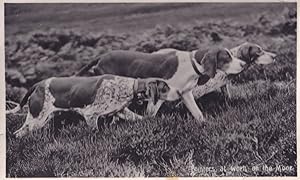 Pointers At Work Hunting Scent Dog Blood Sports WW1 Real Photo Old Postcard