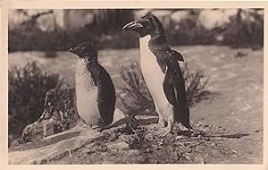 Rockhopper Penguin & Chick Baby Edinburgh Scottish Zoo Postcard
