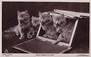 Blue Persian Kittens Cat 2x Old Cats Postcard s