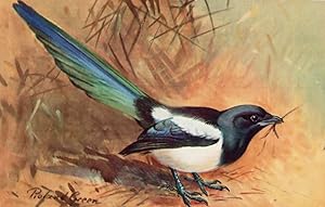 Magpie RSPB Royal Society For The Protection Of Birds Antique Postcard