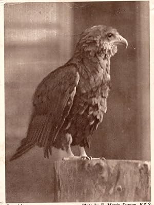 Bataleur Eagle Antique Bird Postcard