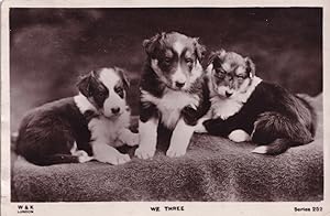 We Three Family Of Dogs R&K Real Photo Antique Dog Postcard
