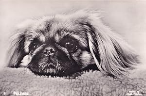 Pekinese Dog Hugh Morton Old Photo Postcard