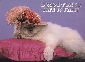 Tom Cat Dressed In Beautiful Hat I'm Hard To Find Cats Postcard