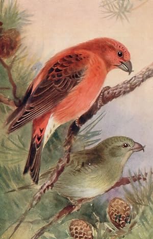 Crossbill RSPB Royal Society For The Protection Of Birds Antique Postcard