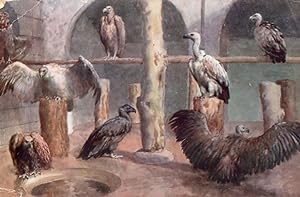 Vultures at Zoological Gardens London Zoo Old Postcard