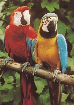 Macaw Parrott Birdworld Surrey Bird 1980s Park Postcard