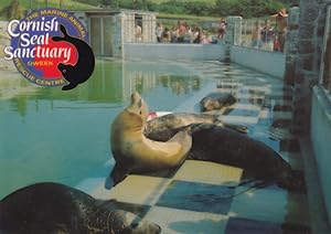 Residents Pool Cornish Seal Sanctuary Postcard