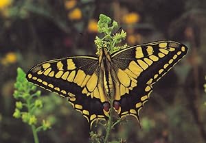 Swallowtail Papillo Fairbourne Welsh Butterfly Zoo Safari Park Postcard