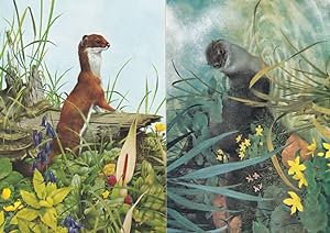 Otter At Twilight Stoat Kenneth Lilly 2x Medici Postcard s