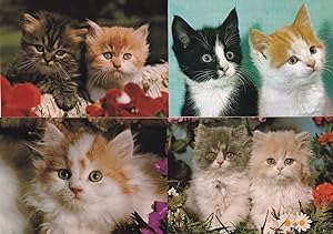 Two Newborn Kittens 4x Beautiful Tiny Cat Germany Postcard s