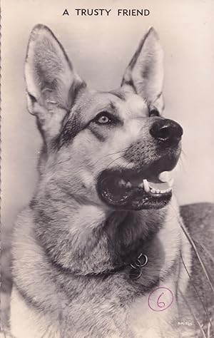 Alsation A Trusty Friend Valentines Vintage Dog Real Photo Postcard