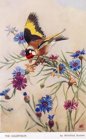 Goldfinch Mareca Penelope by Winifred Austen Artist Signed Old Postcard