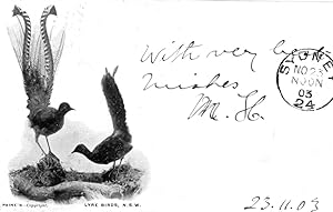 Lyre Birds 1903 New South Wales Australian Antique Postcard