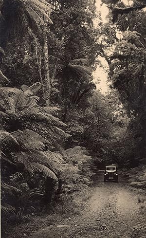 Classic Car in New Zealand Rain Forest Antique Real Photo Postcard