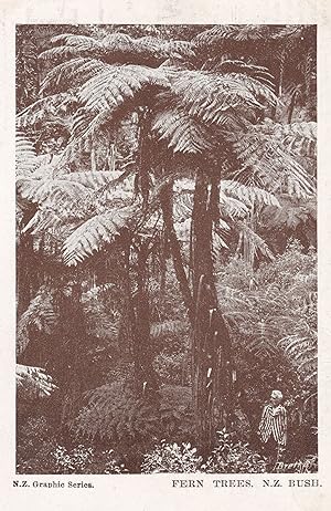 Fern Trees Man As Dwarf New Zealand Antique Postcard