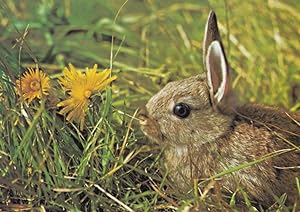 Wild Rabbit & Dandelions Brian Gadsby Rare Medici Postcard