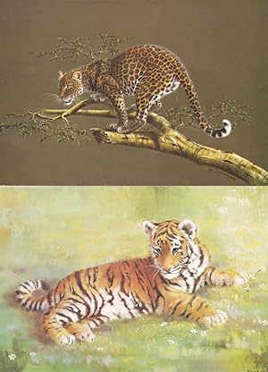 Tiger Cub Leopard 2x Medici Rare Giant Cat Postcard s