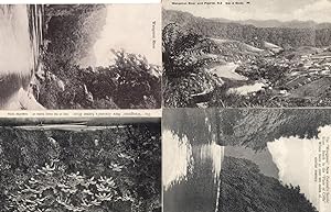 Wanganui River Ferns 4x Antique New Zealand Old Postcard s