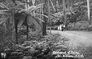 Cathedral Of Ferns Mount Wilson New Zealand Photo