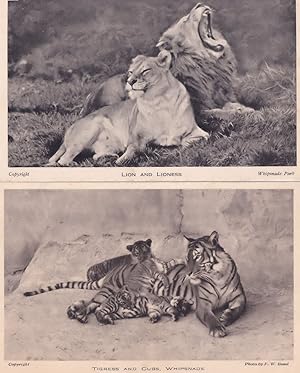 Lion Yawning at Whipsnade Tigress Cubs 2x Antique Big Cat Postcard s