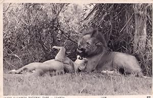 Lions At Queen Elizabeth National Park Uganda Zoo Old Postcard