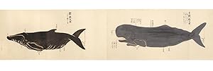 Manuscript scroll on paper entitled "Kujirakata shosha zue" ["Genuine copied illustrations of the...